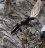 Camponotus ligniperda